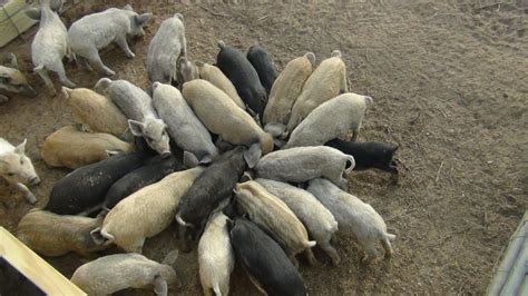 Idaho Pasture Pigs. . Craigslist pigs for sale